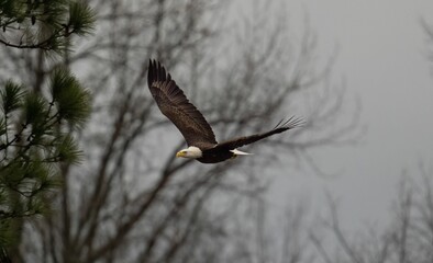 Bald eagle flying in the sky