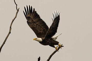 Bald eagle flying from the tree branch