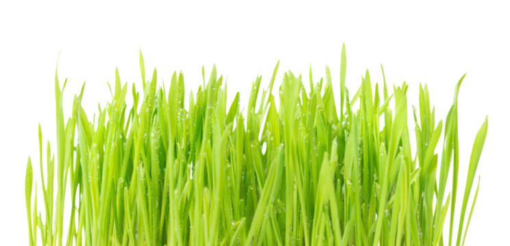 Green plant grass texture with water drops in PNG isolated on transparent background