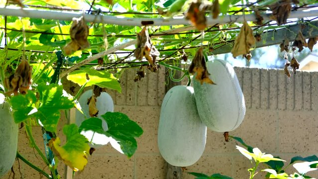 Winter melon, squash, waxy pumpkin on the vine