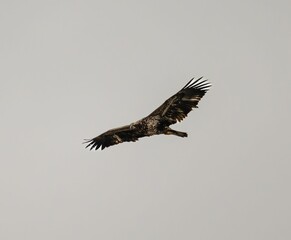 Bald Eagle in flight against the white sky