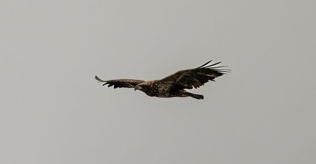 Bald Eagle in flight against the white sky