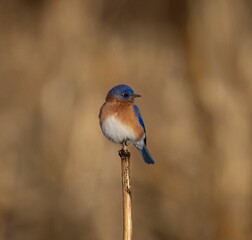 Closeup of a cute Bluebird perched on a stick outdoors with blurred background