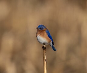 Eastern Bluebird perched on a fence post, closeup