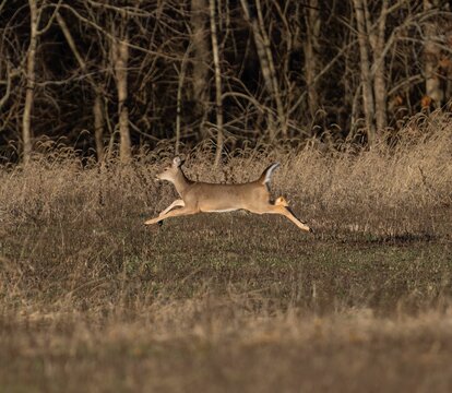 Deer stotting during a run in wildlife surrounded by woods