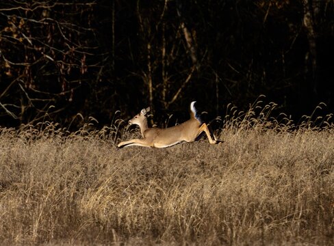 Deer stotting during a run in wildlife surrounded by woods
