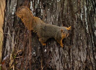 Brown squirrel sitting on the tree branch