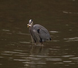 Great blue heron in the lake catching a fish