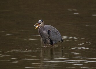 Great blue heron in the lake catching a fish