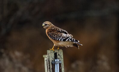 Closeup shot of the Accipitrinae bird perched on the wood