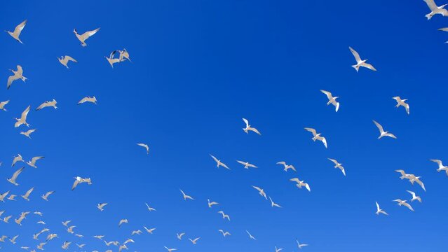 Search gulls birds up the sky. image of animal beautiful