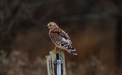 Closeup shot of the Accipitrinae bird perched on the wood