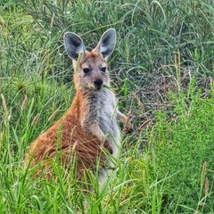 Känguru in Australien