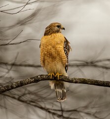 Red-shouldered hawk perched on the branch of a weathered tree