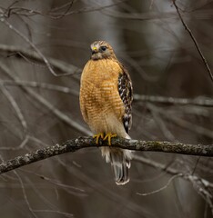 Red-shouldered hawk perched on the branch of a weathered tree