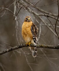 Red-shouldered hawk perched on the branch of a weathered tree