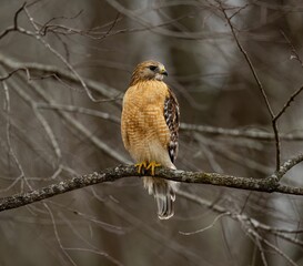 Red-shouldered hawk perched on the branch of a weathered tree