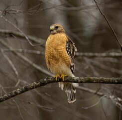 Red-shouldered hawk perched on the branch of a weathered tree