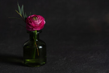 Still life with bright pink ranunculus flower  in the glass vase . Dark background.