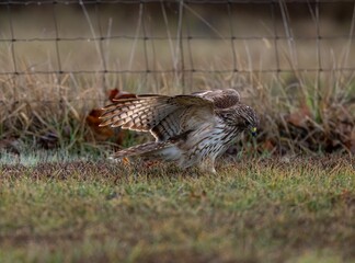 View of the hawk bird landing on the ground