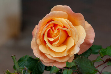 English rose Pat Austin blooms in the garden in spring