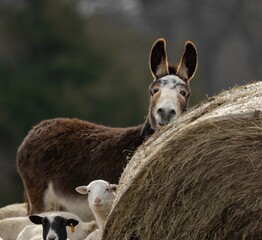Lambs and donkey on a straw bale in a pasture during sunrise