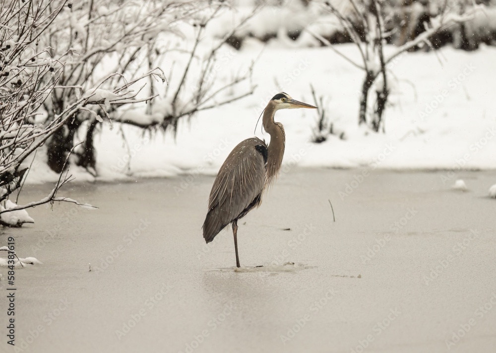 Sticker closeup of a great blue heron (ardea herodias) in a frozen pond against blurred snowy background