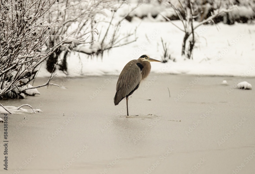 Sticker closeup of a great blue heron (ardea herodias) in a frozen pond against blurred snowy background