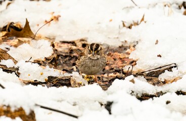 Closeup of a white-throated sparrow (Zonotrichia albicollis) on the ground surrounded by snow