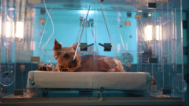 A small brown dog laying calmly in an oxygen chamber in a veterinary clinic. The dog in the box looks a tiny bit scared. The dog was put into the camber by the doctor.