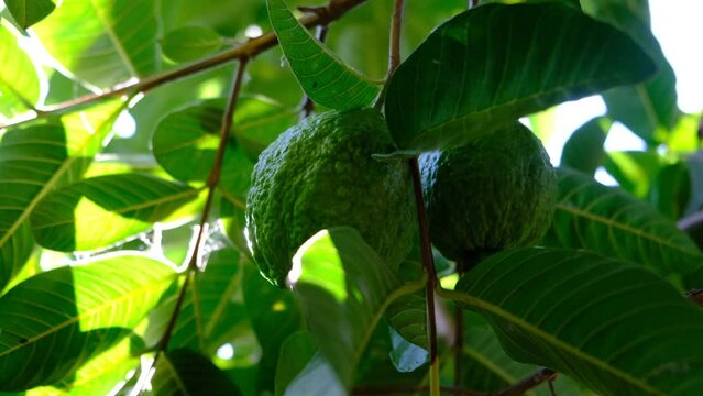 Ripe guava on tree branch with green leaves