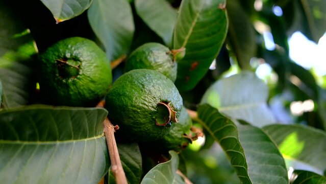 Ripe guava on a tree branch with green leaves