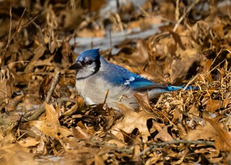 Selective focus of a blue jay on yellow leaves with sunlit blurred background