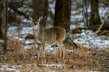 Selective focus of a white-tailed deer in an autumn forest with blurred background