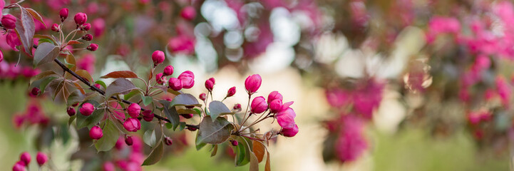decorative apple tree (Malus Rudolph), bright purple flower buds on a fruit tree in spring