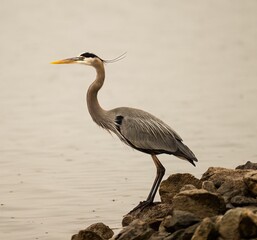 Gray heron perched on coastal rocks