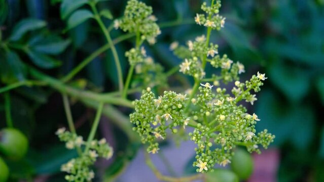 Flower of the ambarella fruit tree. pommecythere, buah kedondong, gway, hevi, mokah, goldpflaume, hog plum, tahitian apple, otaheite apple, golden apple, 