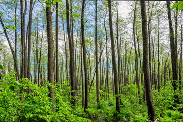 Obraz premium In the spring forest