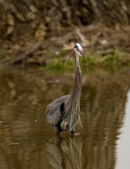 Vertical shot of a beautiful grey heron in the lake next to the shore