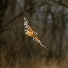 Closeup shot of a beautiful hawk flying high in the sky in the forest