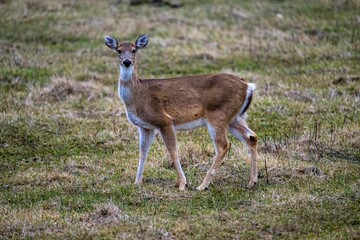 Closeup shot of an adorable young deer in the field
