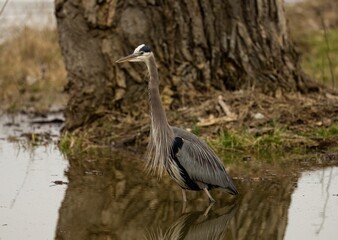 Reflection of a beautiful grey heron in the lake next to the shore