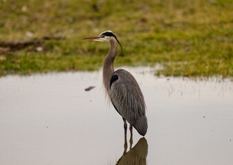 Reflection of a beautiful grey heron in the lake next to the shore