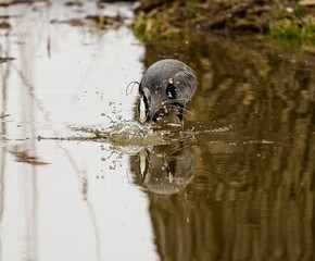 Reflection of a beautiful grey heron in the lake next to the shore