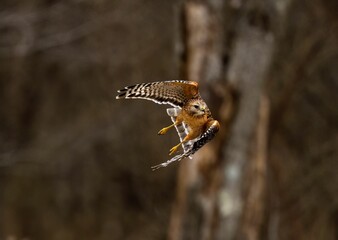 Closeup shot of a beautiful hawk flying high in the sky in the forest