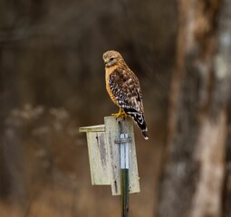 Closeup shot of a beautiful hawk sitting on a birdhouse in the forest