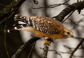 Eagle perched on a tree