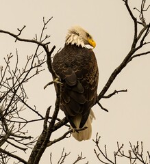 Eagle perched on the tree branch