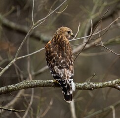 Closeup shot of a perched falcon