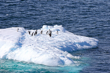 Gentoo Penguins resting on Iceberg, Antarctica